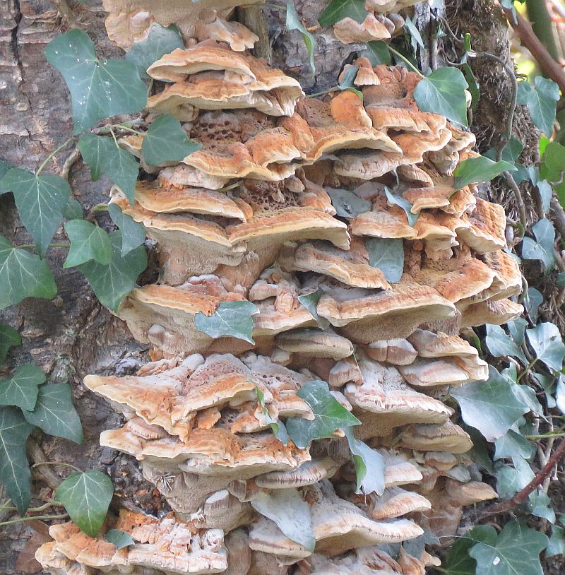  Chicken of the Woods 